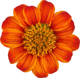 Fototapeta Sawanna - Orange Zinnia Flower