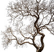 Tree with dry branches Transparent PNG
