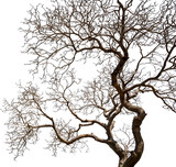 Fototapeta Sawanna - Tree with dry branches Transparent PNG