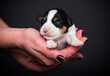 newborn puppy with closed eyes in hands