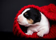 happy newborn puppy enjoying in a red blanket