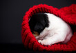 newborn puppy hid in a red blanket