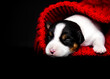 cute puppy sleeping in a red blanket