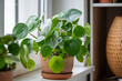 Pilea peperomioides in terracotta pot, lush bush with several potted Chinese money plant on windowsill at home. Decorative houseplant in interior of house. Indoor garden concept