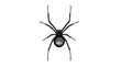 Black widow spider vector illustration 
