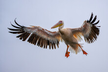 Great White Pelican (Pelecanus Onocrotalus) Flying In The Morning Near Pelican Point In The Lagoon Of Walvis Bay