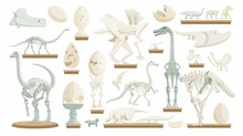 A Collection Of Dinosaur Bones On A Stand With A Dinosaur Skeleton. Cartoon Modern Illustration Collection Of Paleontology Exhibition Dino Bones And Artifacts.