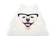 Portrait of a funny Pomeranian Spitz wearing glasses isolated on a white background