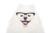 Fototapeta Zwierzęta - Portrait of a funny Pomeranian Spitz wearing glasses isolated on a white background