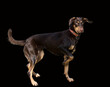Side view of a classy doberman dog with light green eyes posing for photography on black background.