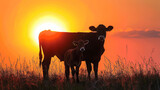 Fototapeta Kwiaty - Two cows standing in a field with the sun setting behind them