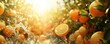 Vibrant image showcasing fresh oranges with droplets of water on them in a sunlit orange grove.