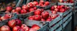 red apples in rustic wooden crates, perfect for agricultural themes.