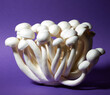 Fresh raw Shimeji mushroom or white beech mushroom on purple background