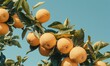 Fresh, ripe oranges floating mid-air with water droplets, against a bright blue sky and sunlight.