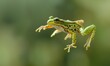 frog mid-jump among the forest foliage, showcasing the dynamic motion and natural habitat.