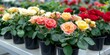 Variety of colorful potted roses for sale, representing gardening and floral cultivation.