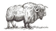 Muskox hand drawn with contour lines on white background