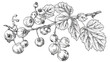 Outlined currant branch. Botanical drawing of redcurr