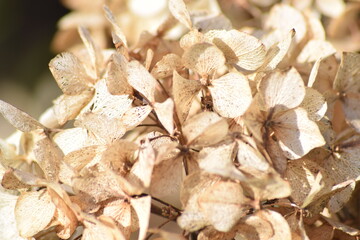 dried flower 2