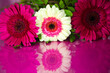 Gebera on a pink background; Mother's Day; birthday;