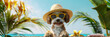 Dog in the beach next to an cocktail, Cute dog - puddle wearing sun glasses enjoying at swimming pool on the beach with adrink. 