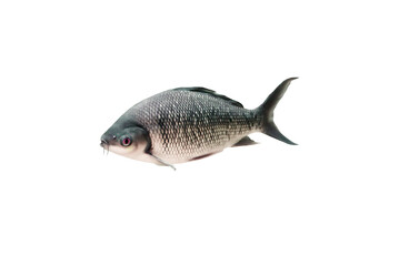 Wall Mural - Close-up view of a rohu fish living in a river in Southeast Asia, isolated on a png file with a transparent background.