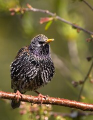 Poster - Vertical shot of a starling bird perched on a bare branch