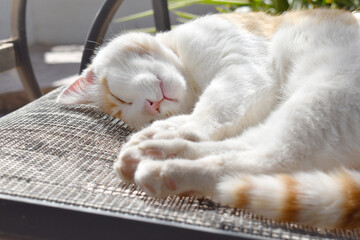 Wall Mural - Cat sleeping on a chair in the garden. Ginger and white cat relaxing in the sun. 