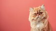 portrait of a persian cat with suspicious expression on colored background