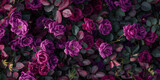 Fototapeta  - Fondo de rosas y hojas verdes de rosal.