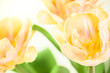Double soft yellow tulips on a white background. Spring tulips bouquet isolated. Tulips close up.