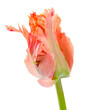 Amazing parrot. Parrot tulip closed flower head isolated on white background. Specialty tulip.