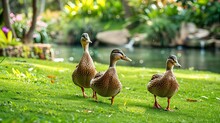 Three Domestic Ducks Walk Along A Green Lawn Next To A Pond