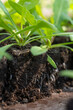 Growing statice seedlings in soil blocks. Air pruning means that the initial roots slightly dry out and stop outward growth, which spurs secondary root development.