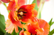 Spring bouquet of Amazing parrot tulips on white background. Floral background. Beautiful tulips macro.