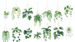 Collection of tropical monstera philodendron pothos 