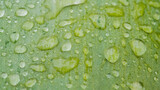 Fototapeta Tęcza - green leaf with drops of water