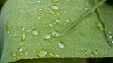 Fototapeta Tęcza - leaf with drops