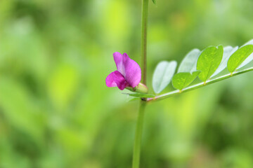 Canvas Print - Close-up of flowering pea (lat. Vicia sepium)