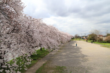 Canvas Print - 日本の春の公園に咲くソメイヨシノの桜の花の風景