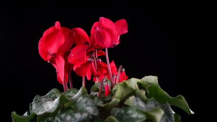 Wall Mural - Cyclamen Persicum red flower blooming close up, rotating over black background. Beautiful bright cyclamen plant growing. Close up