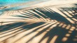 wallpaper summer and holiday backgrounds with shadow of coconut leaf on clean sand beach