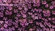 Abstract background with lot of pink clematis. Background and textures.