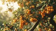 A Scenic View of a Loquat Tree Laden with Golden Clusters of Ripe Fruit, Set Against a Backdrop of Verdant Foliage