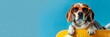 Adorable beagle dog on a solitary, blue background with sunglasses and a swimming ring. The idea of a seaside summer vacation. Banner. Copy space.