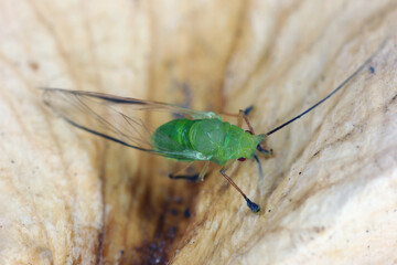 Poster - High magnification, macro photo of a beautiful green aphid.