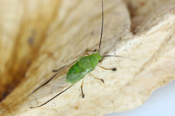 Poster - High magnification, macro photo of a beautiful green aphid.