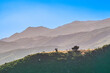 scenic view to Ynez valley mountains in Santa Barbara County, california
