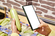 Zucchini vegetable in store and smartphone isolated white